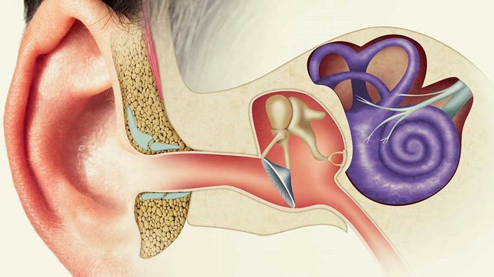 La cadena de huesecillos del oído interno
