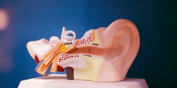 ilustración de las partes del oído