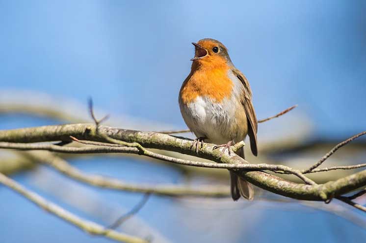 Un oiseau chante