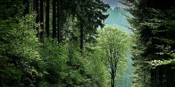Une forêt luxuriante