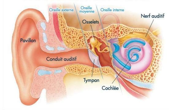 système auditif humain