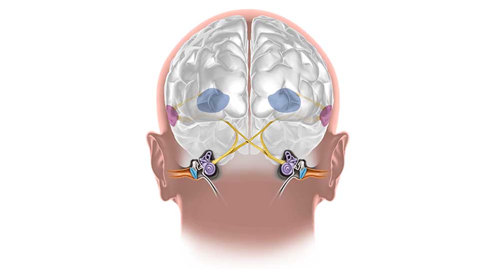 Hjärnan & hörseln - så fungerar sambandet och hörapparater som stödjer hjärnan hos Audika.