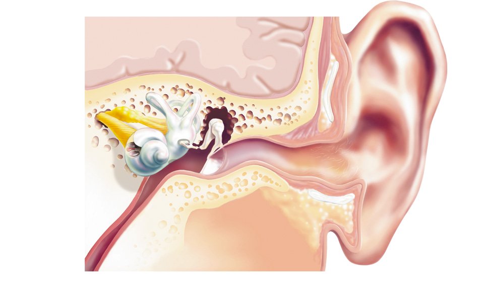 Bild på ett öra och hörselgången som visar hur hörseln fungerar
