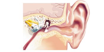 Bild på ett öra som visar hur hörseln fungerar
