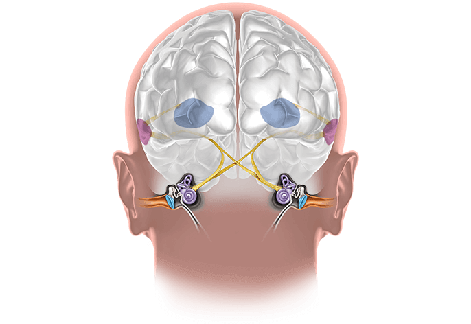 Bild på hjärnan och örat som förklarar hur örat fungerar och dess anatomi.