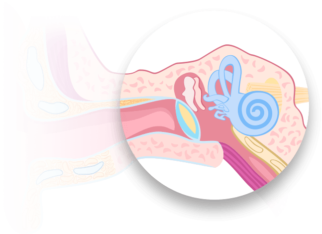 Bild på innerörat som förklarar hur örat fungerar och dess anatomi.