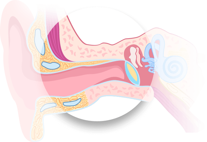 Bild på mellanörat som förklarar hur örat fungerar och dess anatomi.