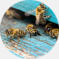 Bild på bin som symboliserar surrande ljud som är ett tecken på bullerrelaterad hörselnedsättning