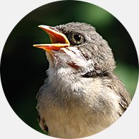 Bild på en fågel som ger ifrån sig en ljust ljud som kan vara svårt att höra med en bullerrelaterad hörselnedsättning