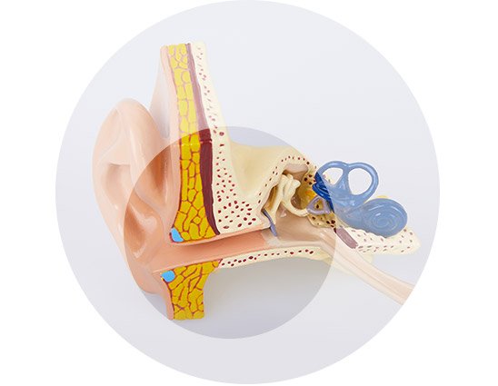 Bild på ett öra som visar bilateral konduktiv hörselnedsättning