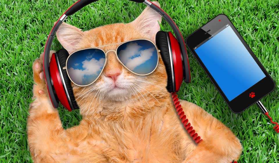 Image shows cat laying on the grass with headphone and sunglasses on