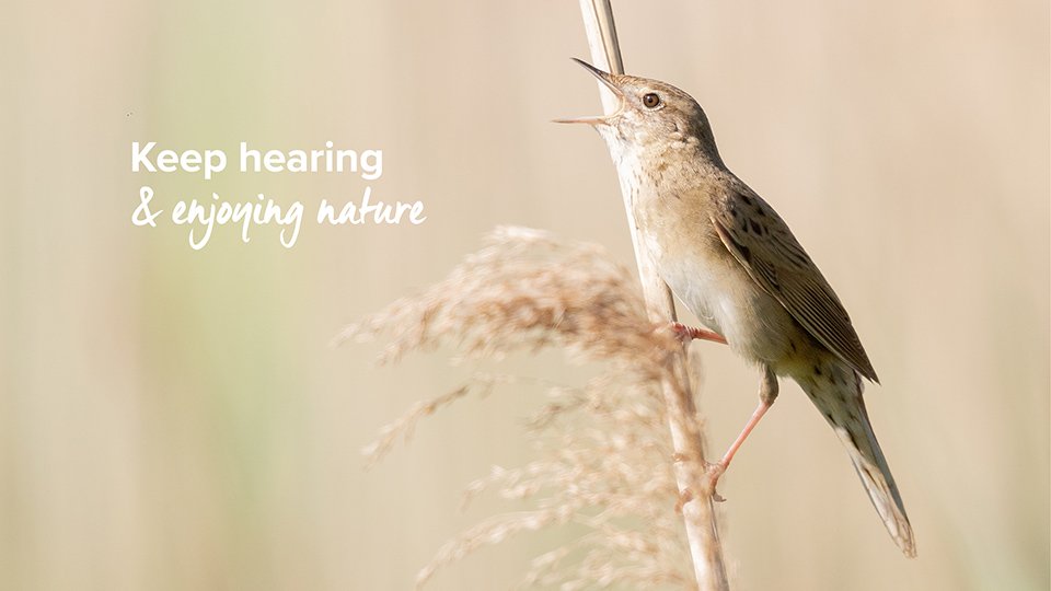 Dawn Chorus - Keep hearing and enjoying nature