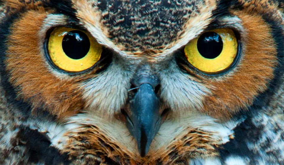 Image shows an owl