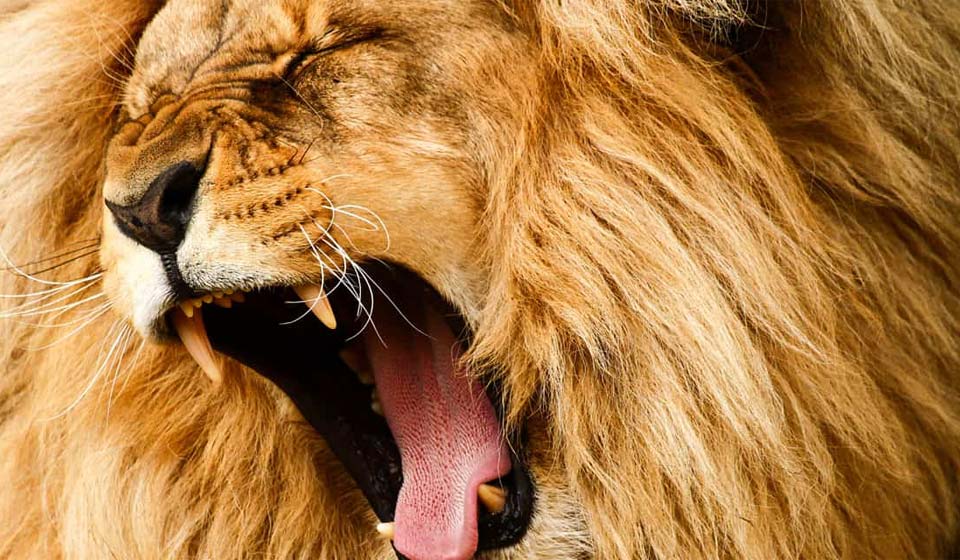 Image shows a roaring lion