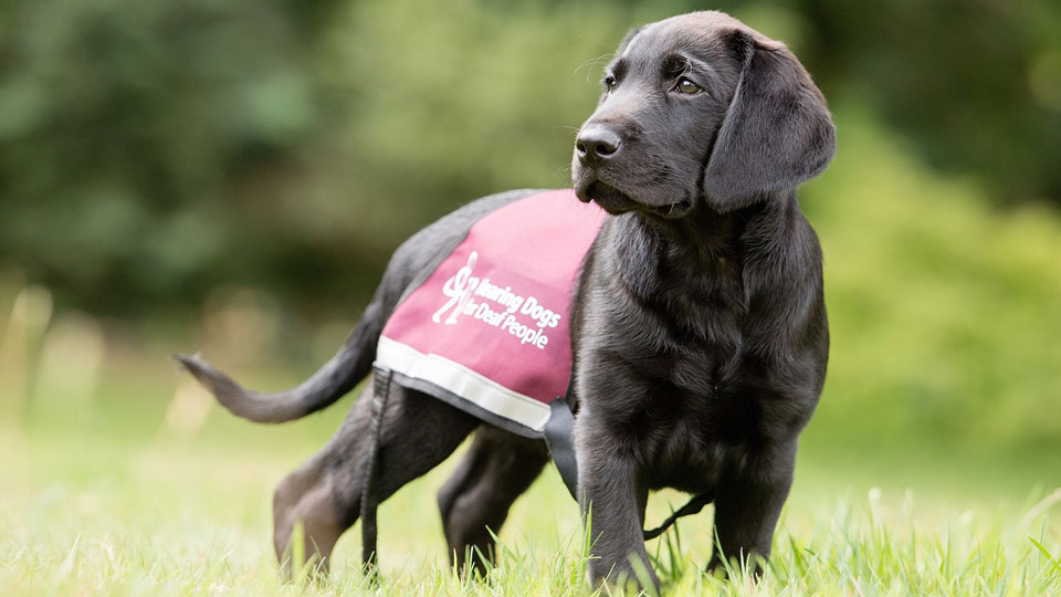 Hearing dogs puppy
