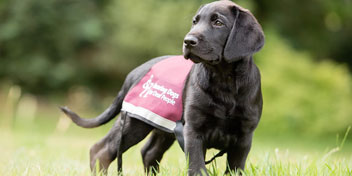 Hearing dogs puppy