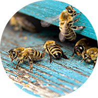 La imagen muestra abejas