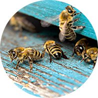 imagem mostra abelhas