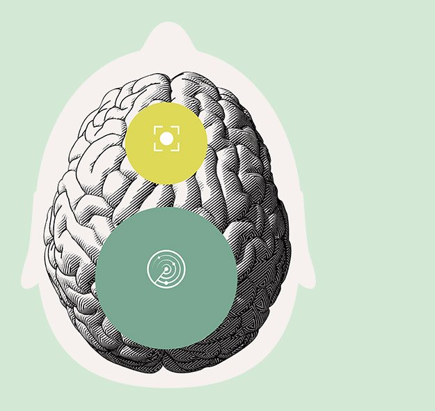 Ilustração mostra diferentes partes do cérebro