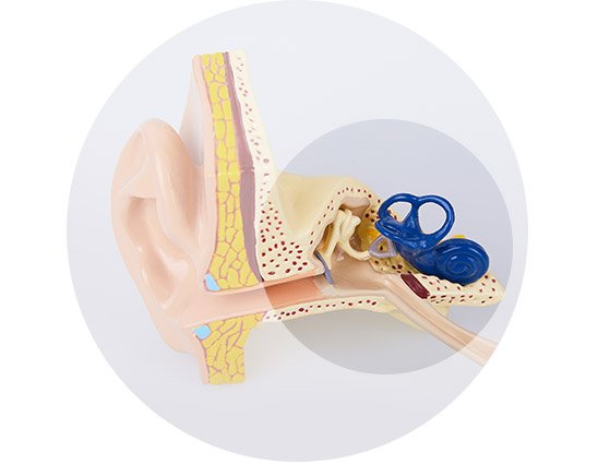 Billedet viser, hvor støjinduceret høretab forekommer i et øre
