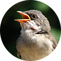 L’image montre des oiseaux qui chantent 