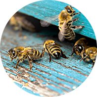 afbeelding van bijen